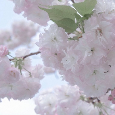 兽设萌系风格设计兽圈社群